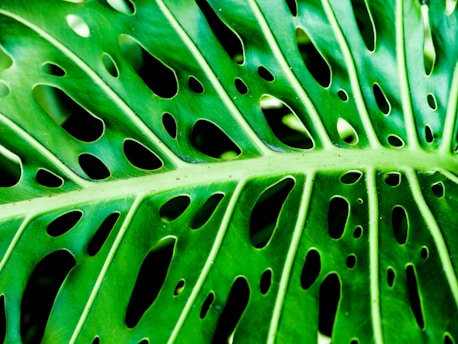 Close-up of a leaf intricately carved by insects guided by gentle artist-created patterns.