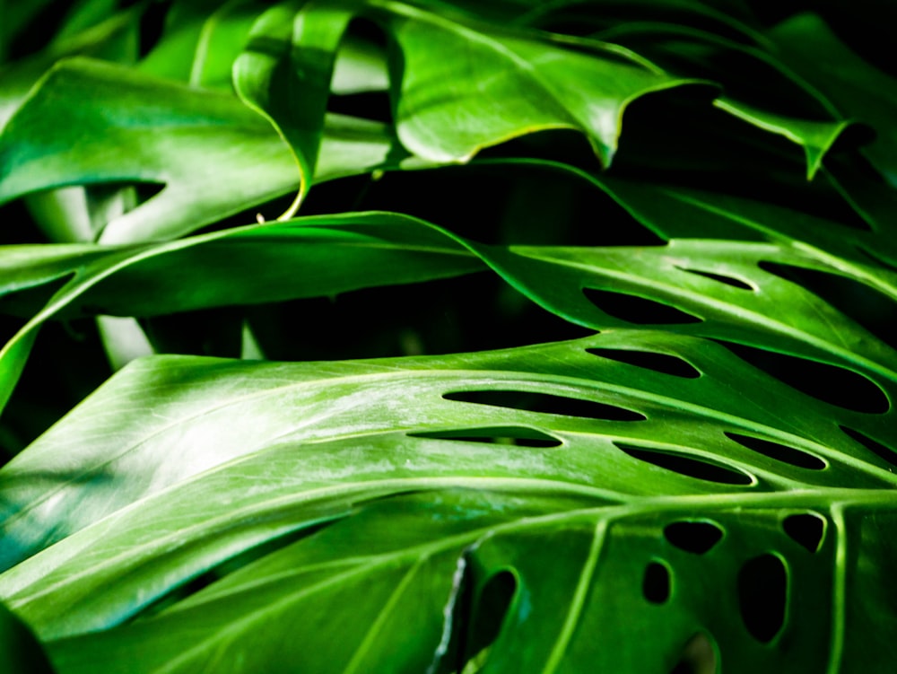 green leaf plant with water droplets