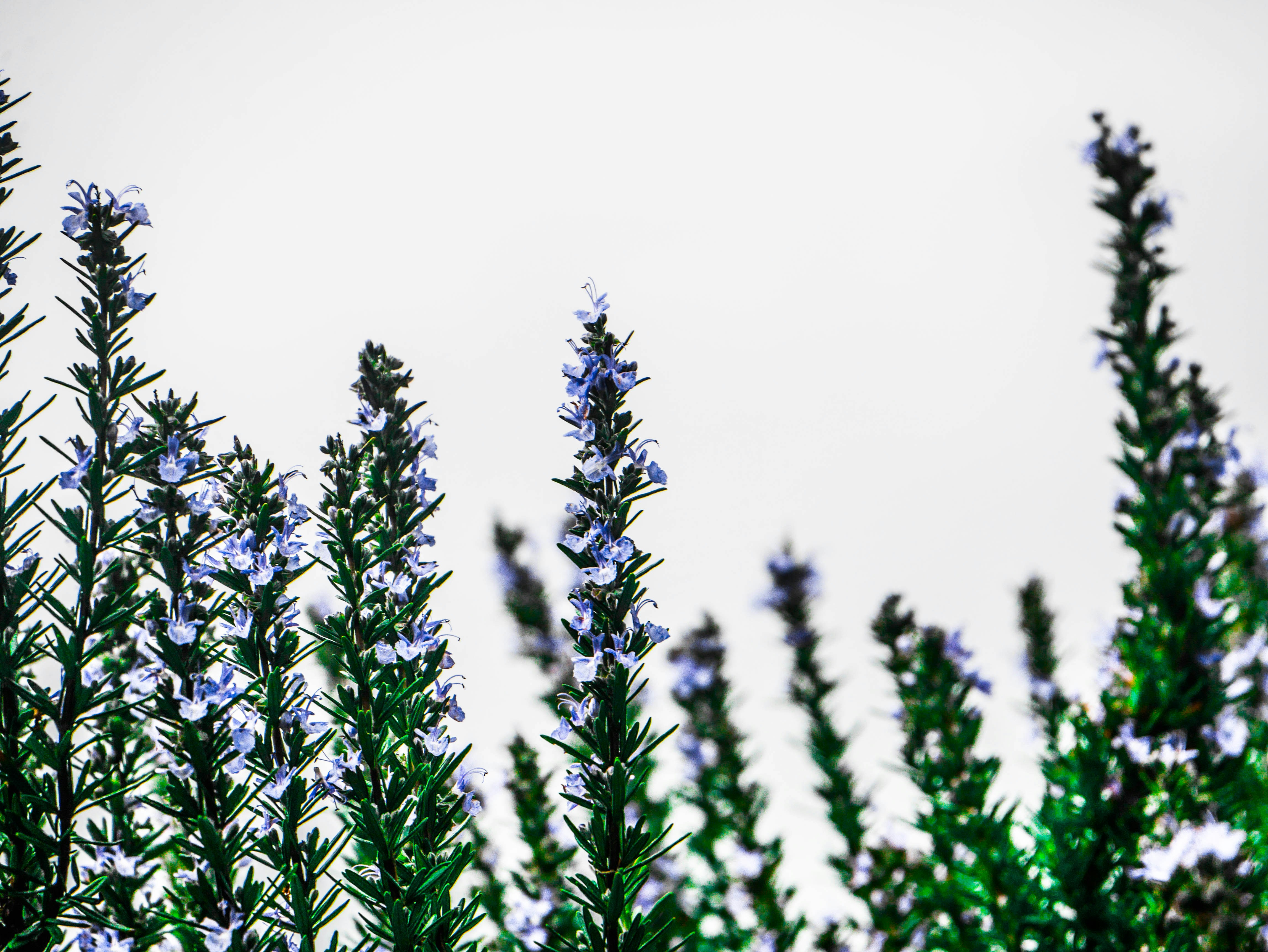 green plant in close up photography