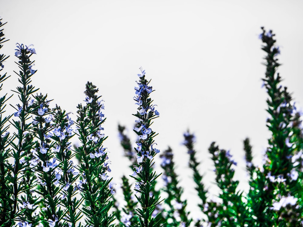 green plant in close up photography