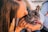woman in orange shirt holding black pug