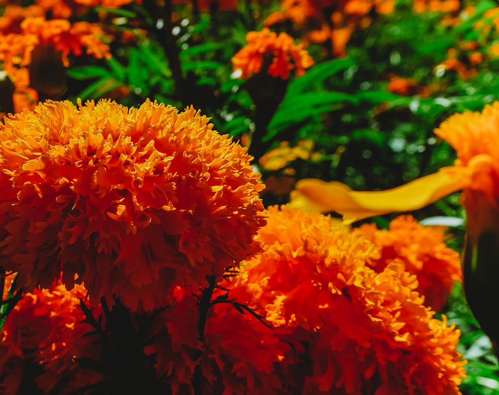 orange flower in tilt shift lens