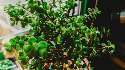 A lush green plant thriving in a sleek fiber pot beside a bright window.