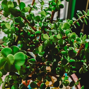 Green Succulent Pot