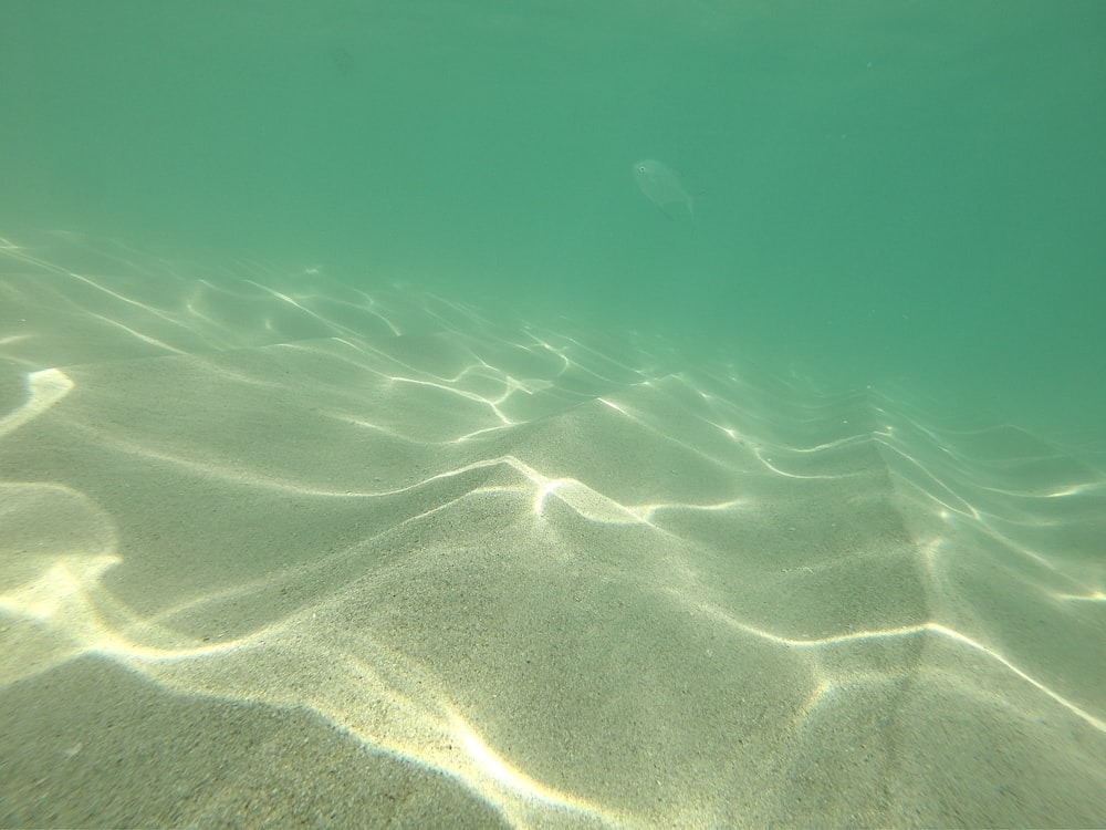 clear water with fishes during daytime
