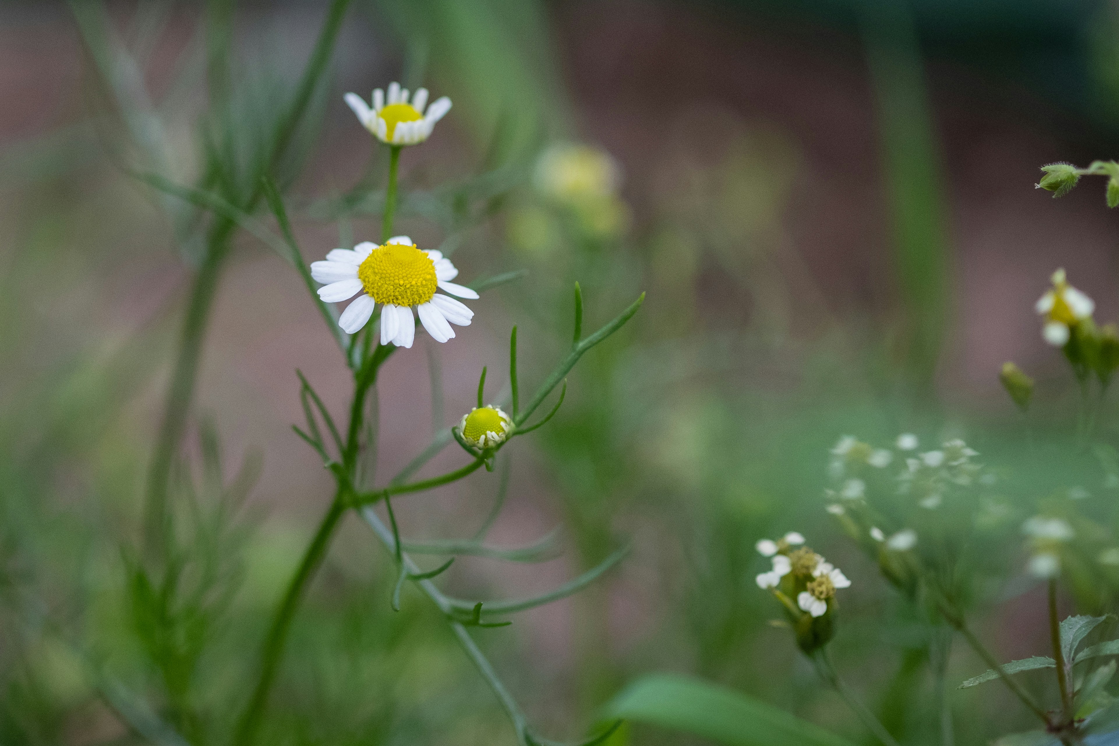 Photo by correliebre