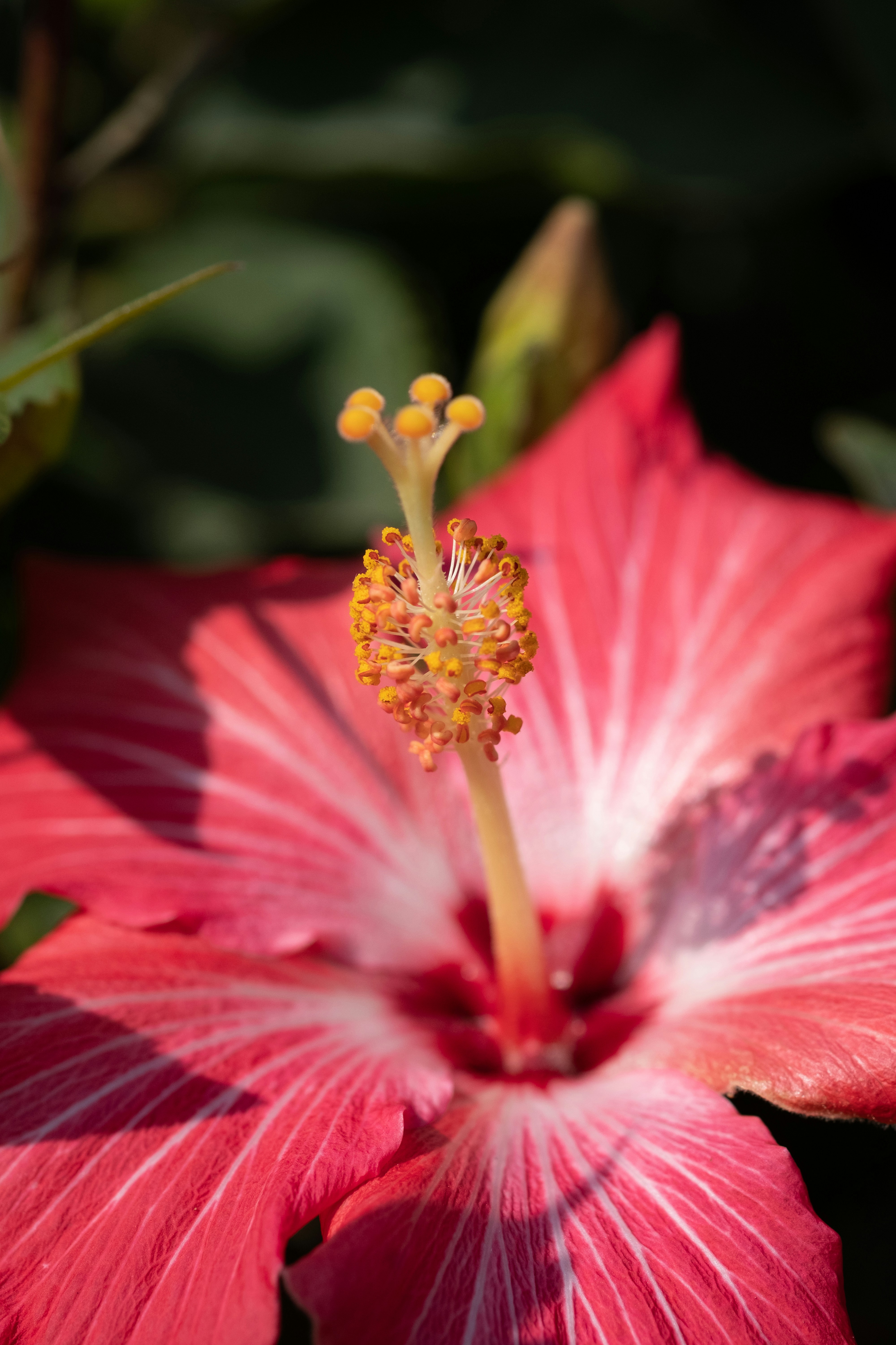 Photo by correliebre