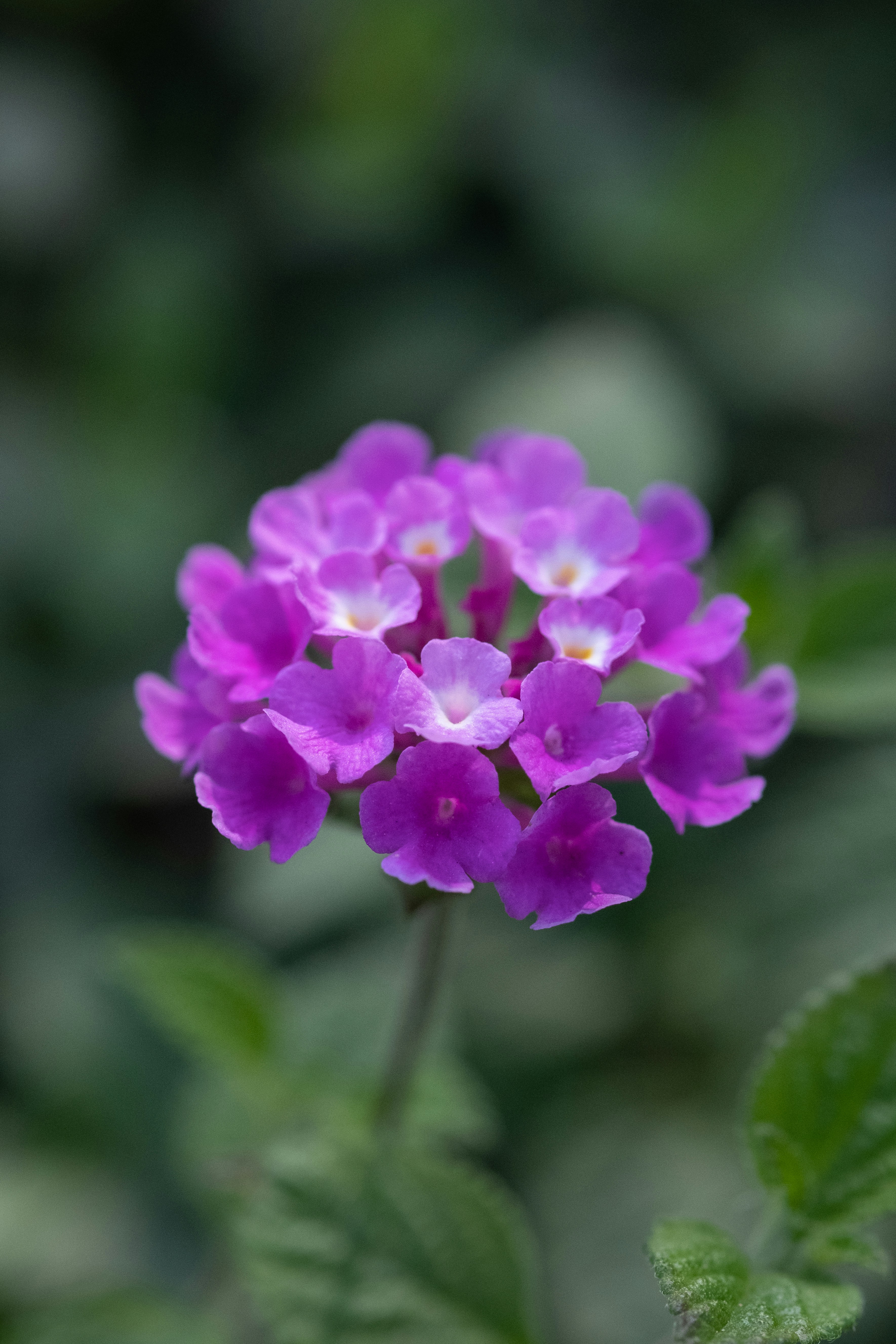 Photo by correliebre