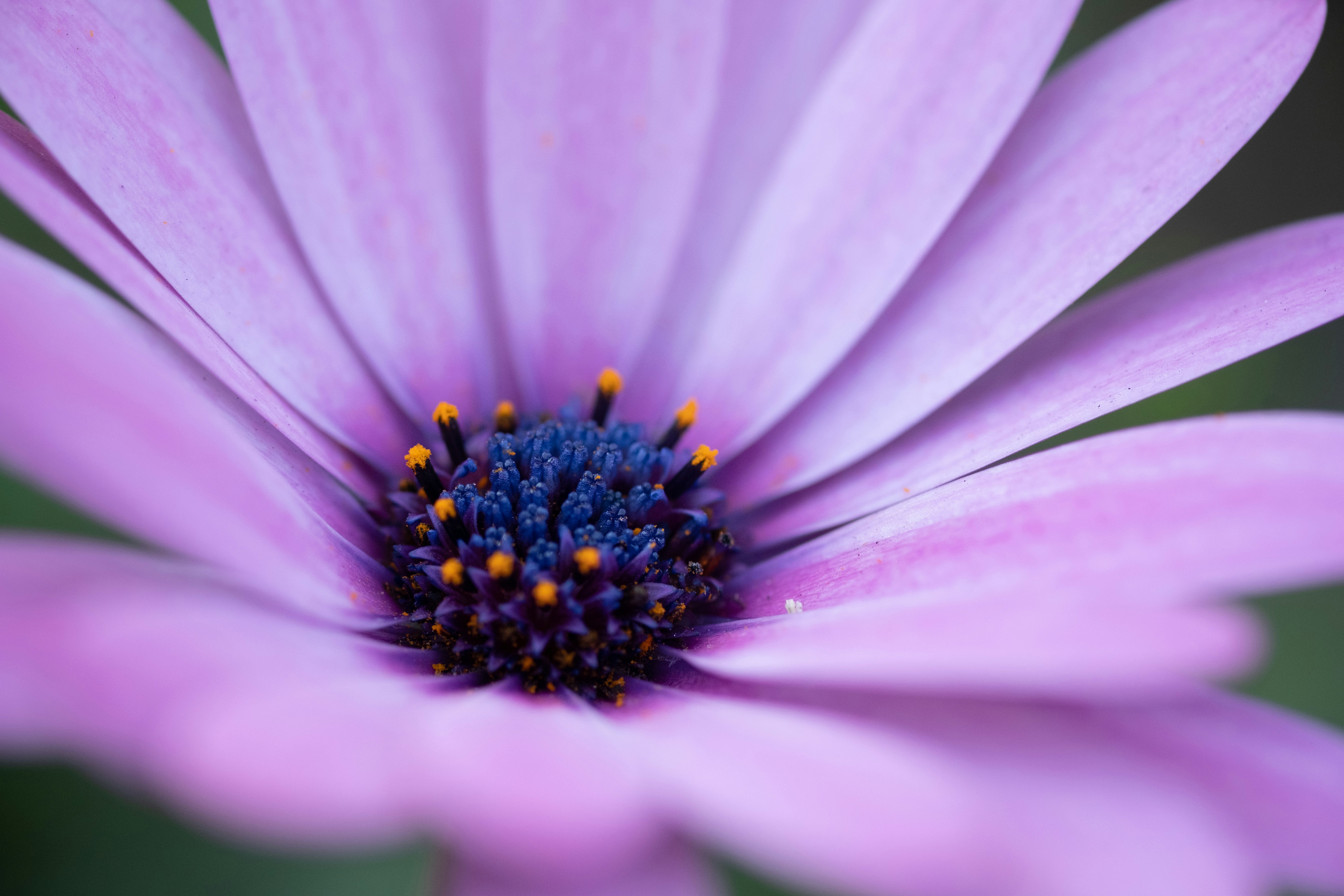 Photo by correliebre