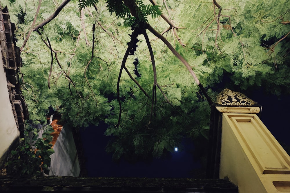 woman in white dress standing near green trees during daytime