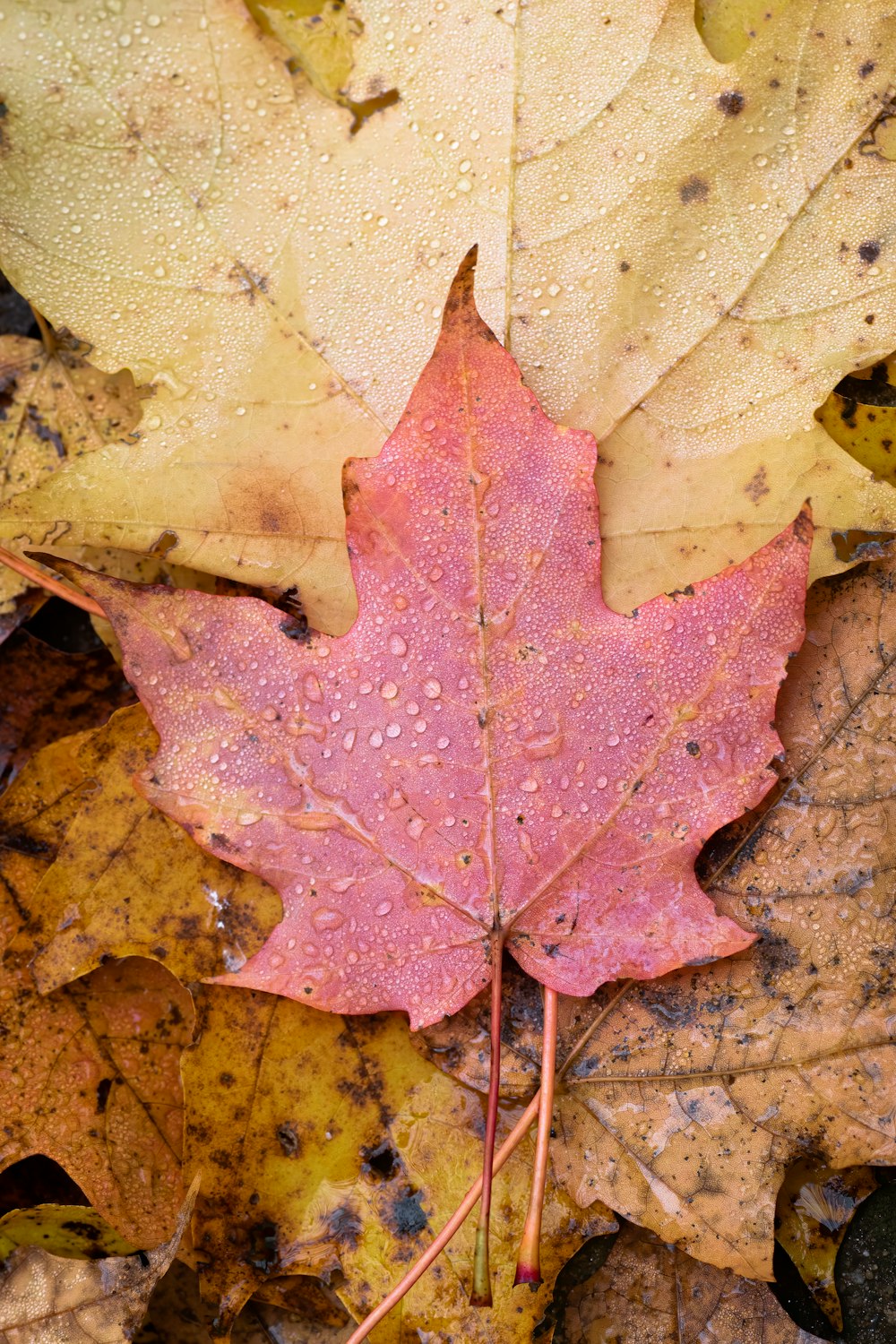 brown and red maple leaf