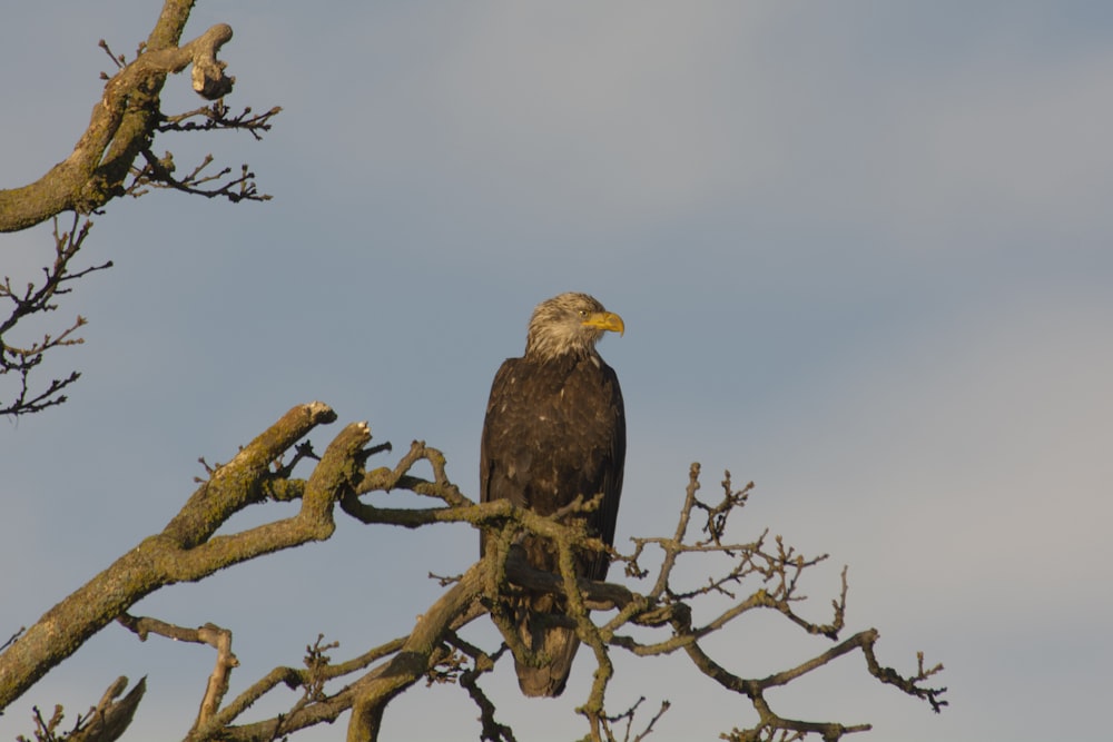 brown and white eagle on brown tree branch during daytime