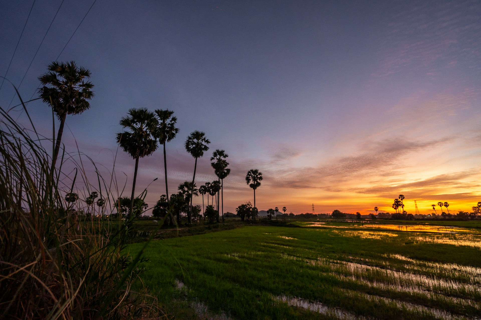 green grass field during sunset