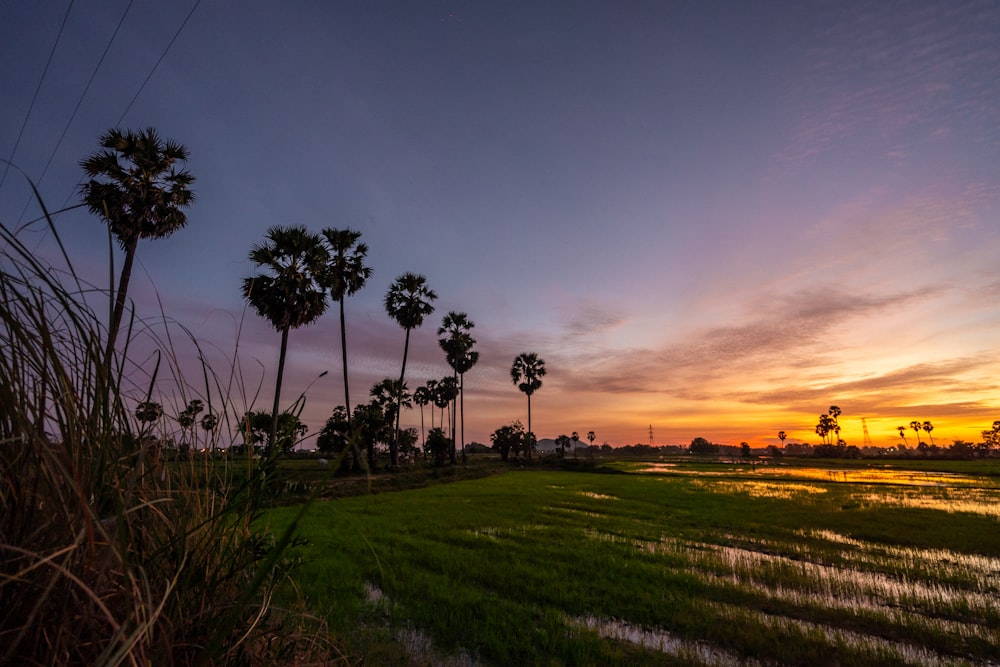 green grass field during sunset