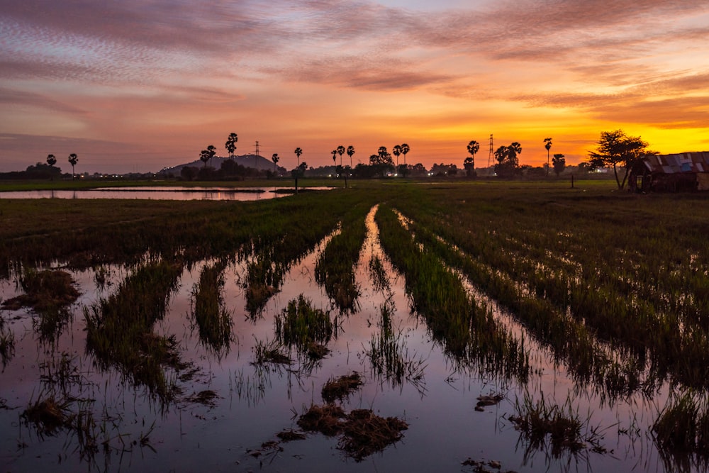 green grass field near body of water during sunset