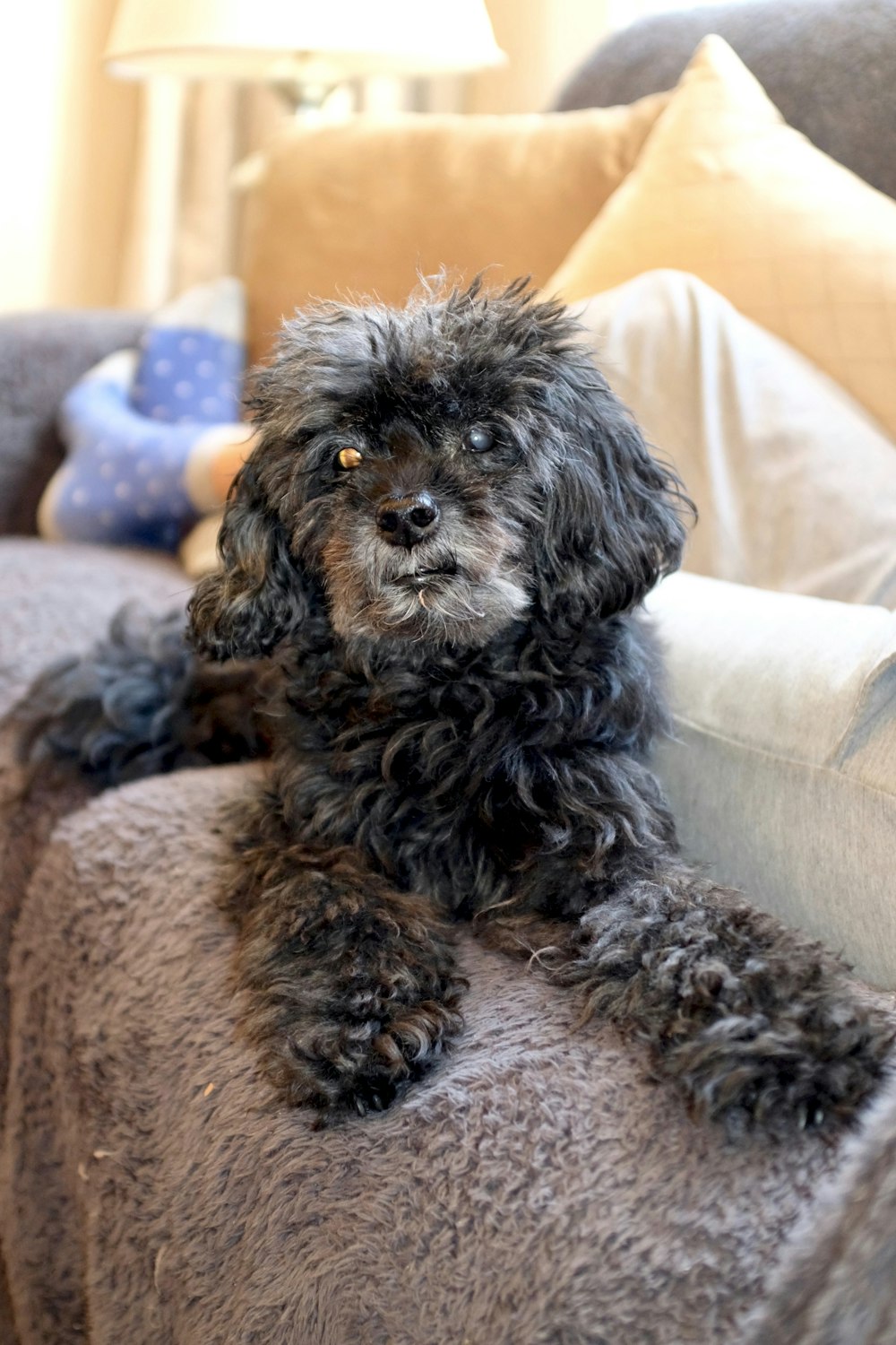 black long coat small dog on brown textile