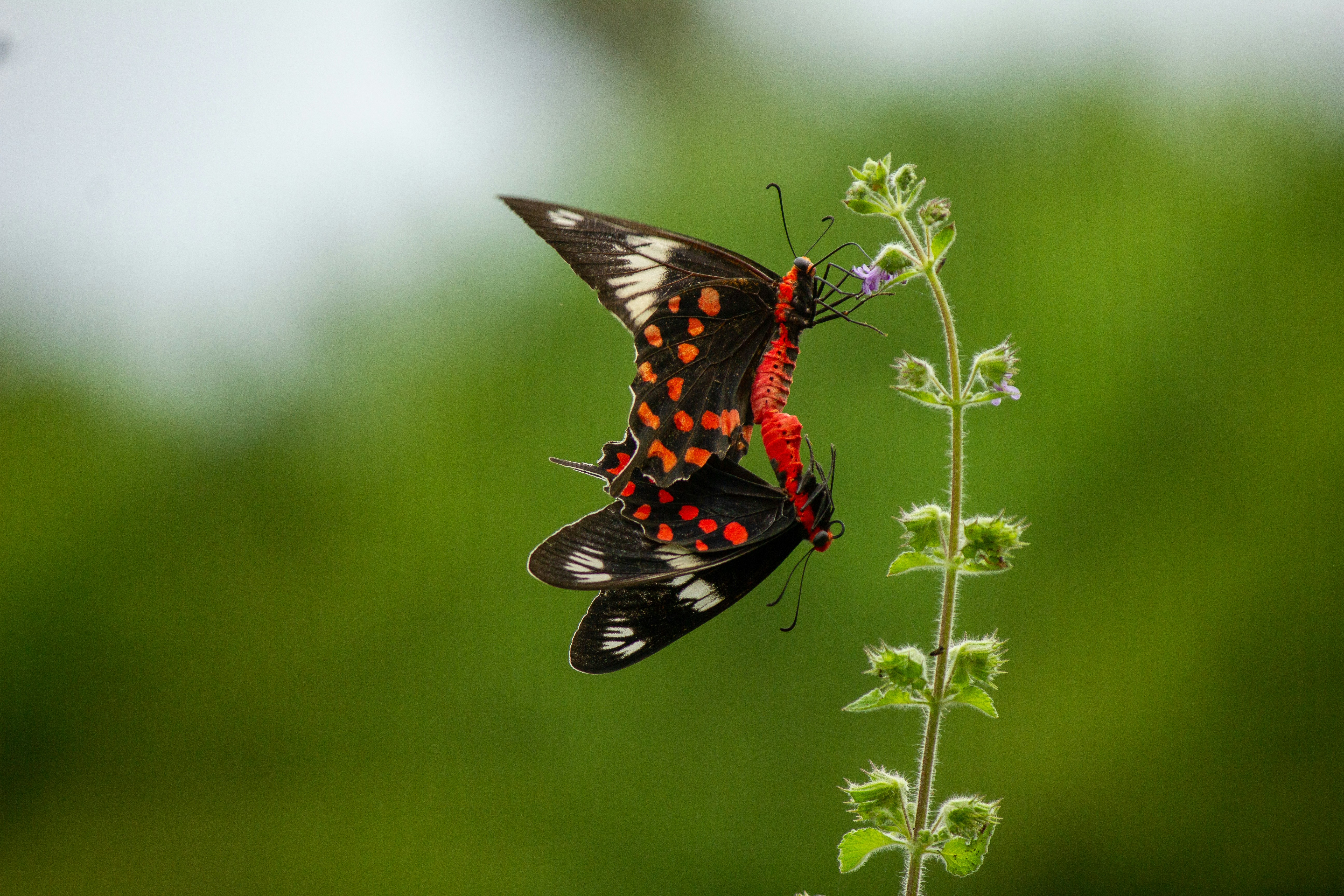 Photo by michaelrayan