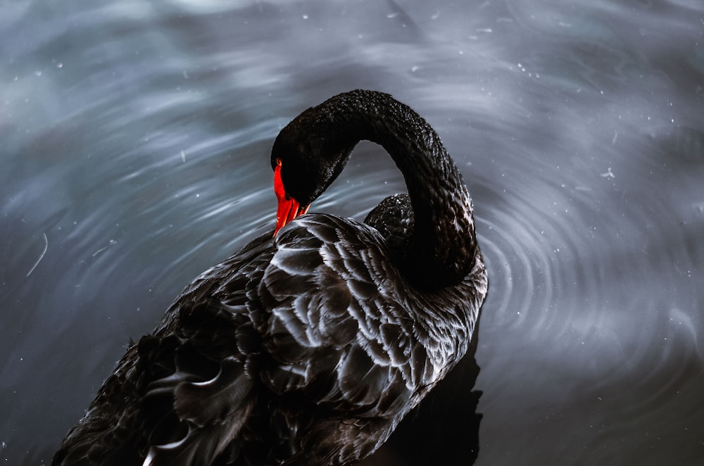 black swan on body of water