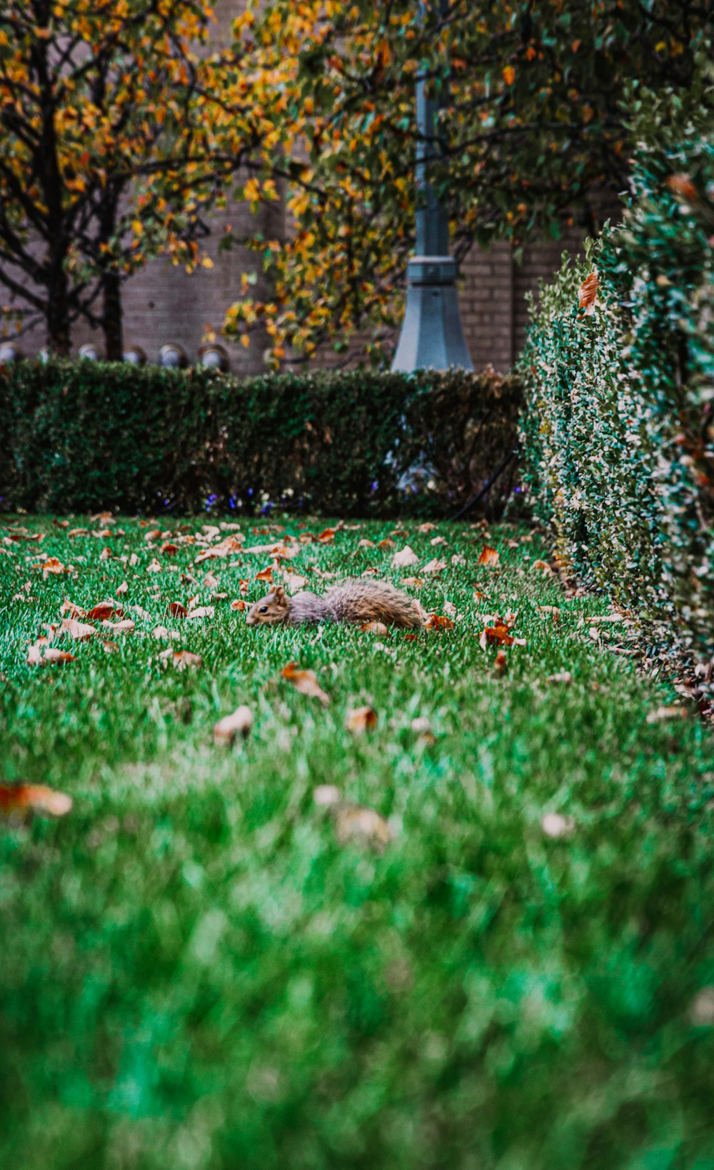 esquilo marrom na grama verde durante o dia