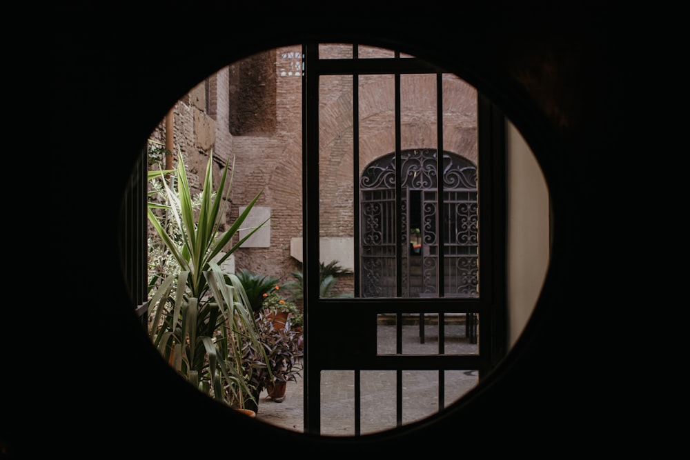 green plant near brown wooden window