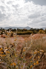 brown and green grass field under white clouds during daytime