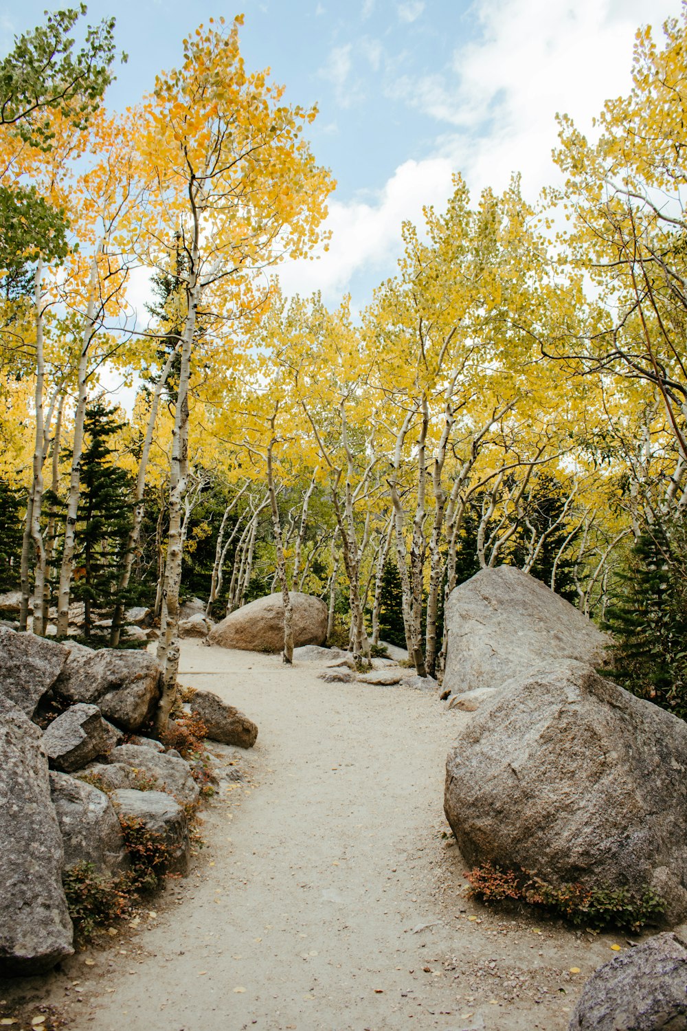 brown and green trees under blue sky during daytime