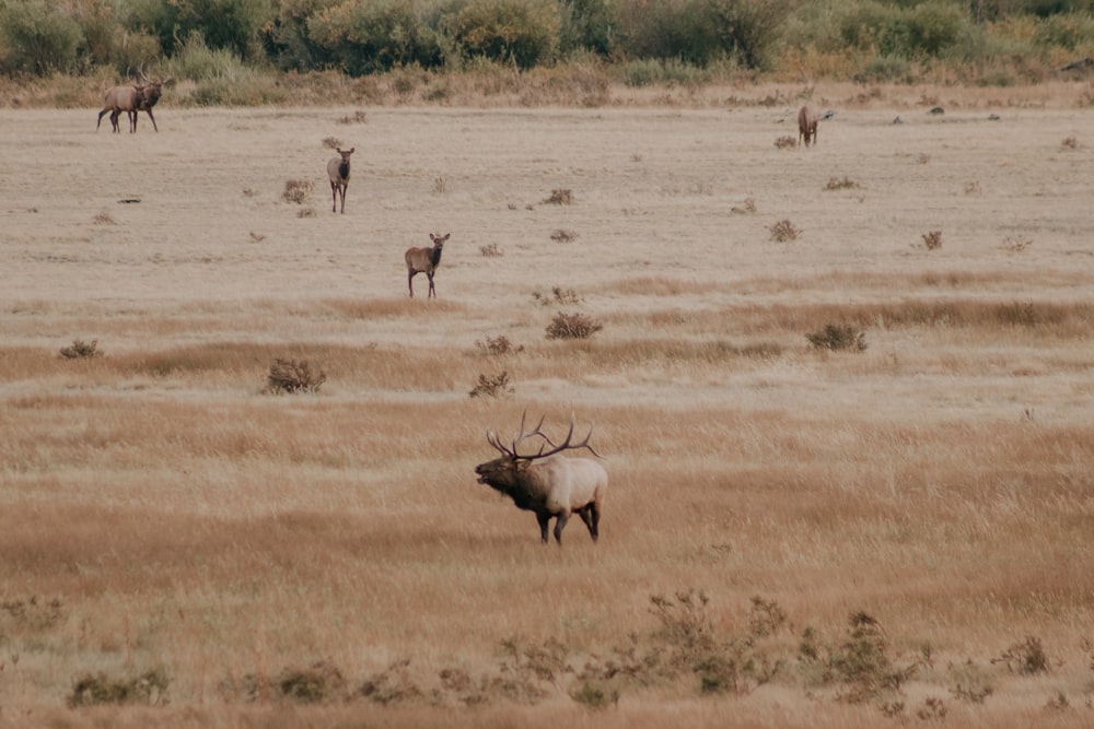 herd of deer on brown grass field during daytime