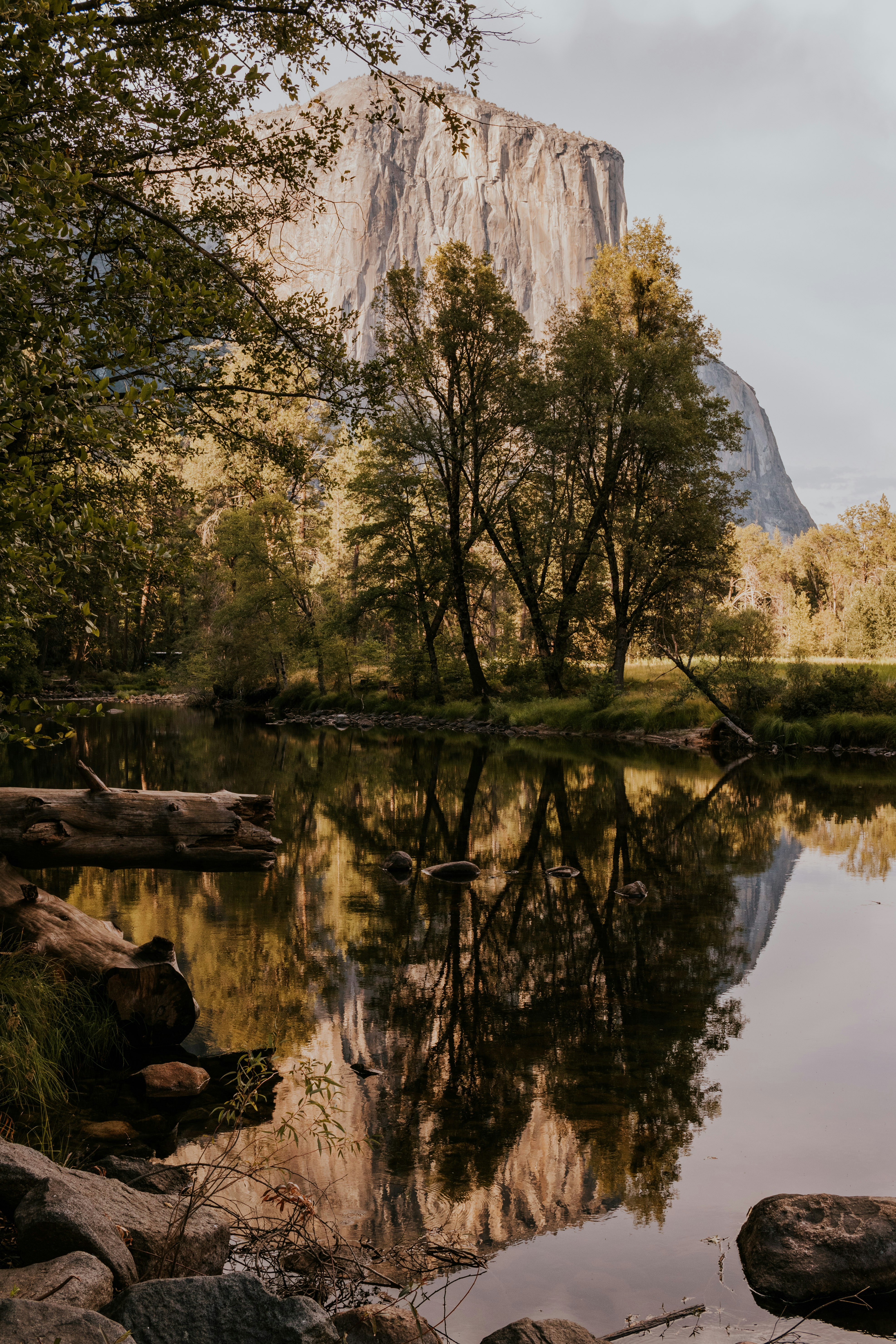 arbres verts près du lac pendant la journée