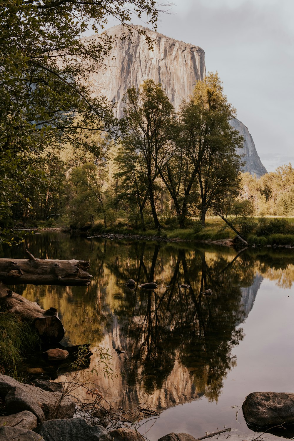 green trees near lake during daytime