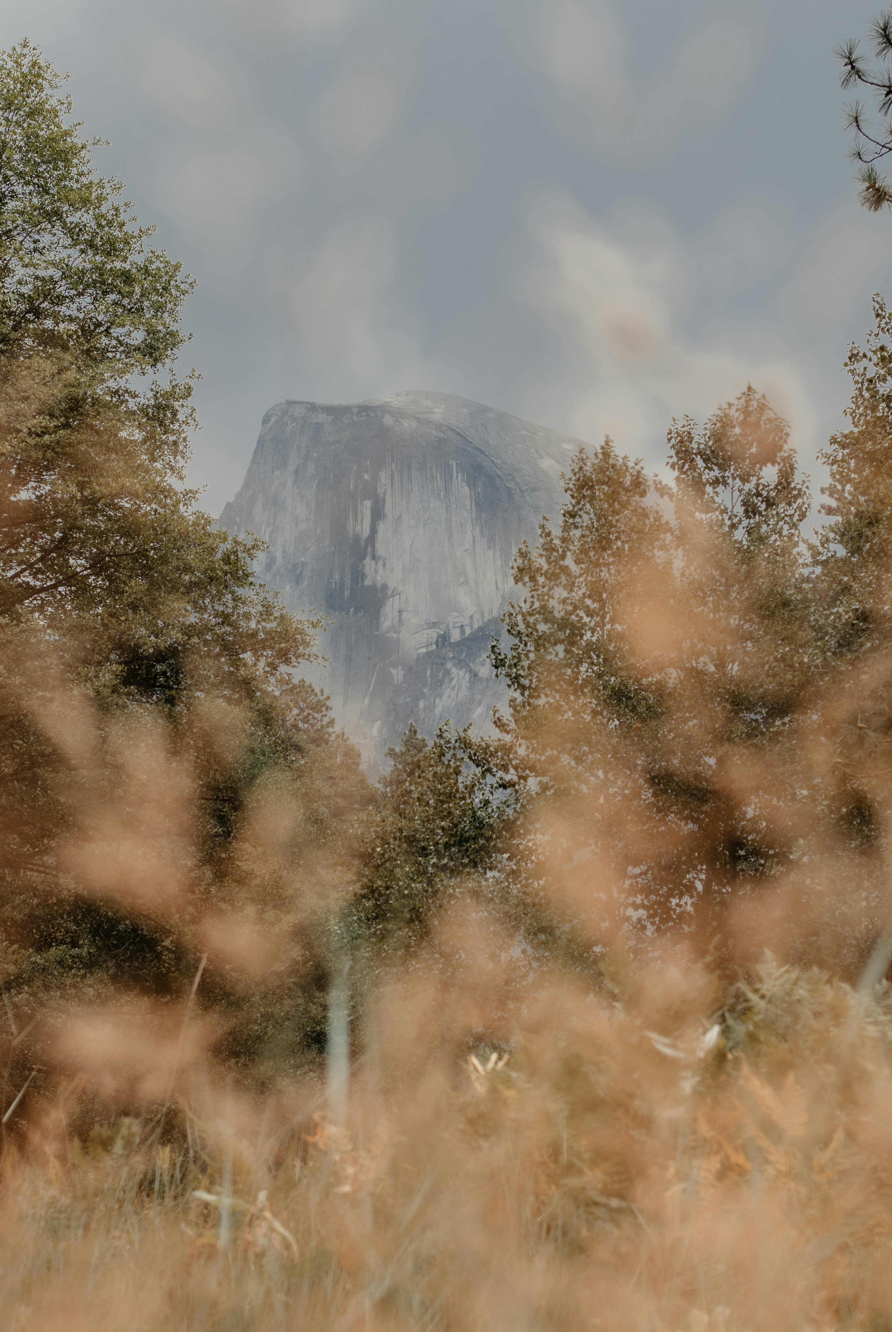 Arbres bruns près de la montagne pendant la journée