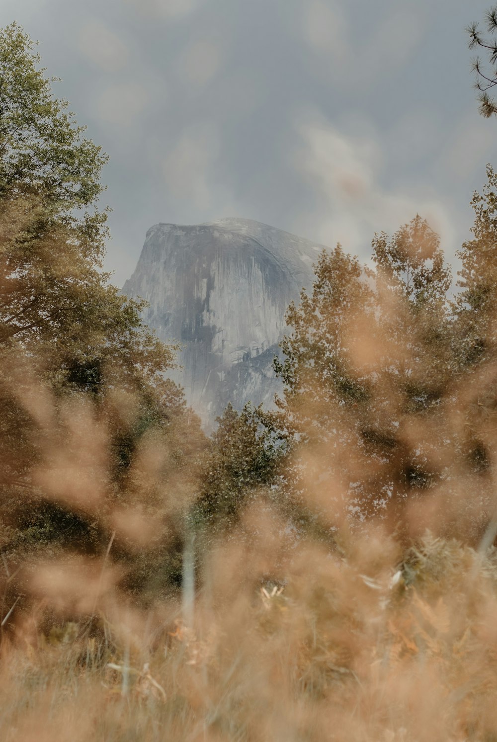 brown trees near mountain during daytime