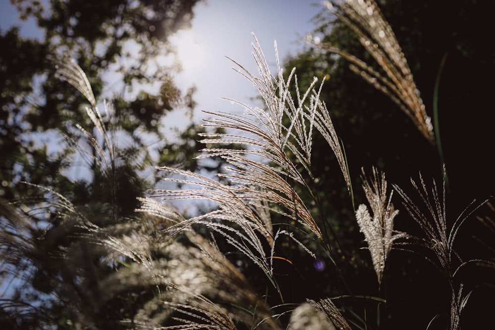 green plant under blue sky during daytime