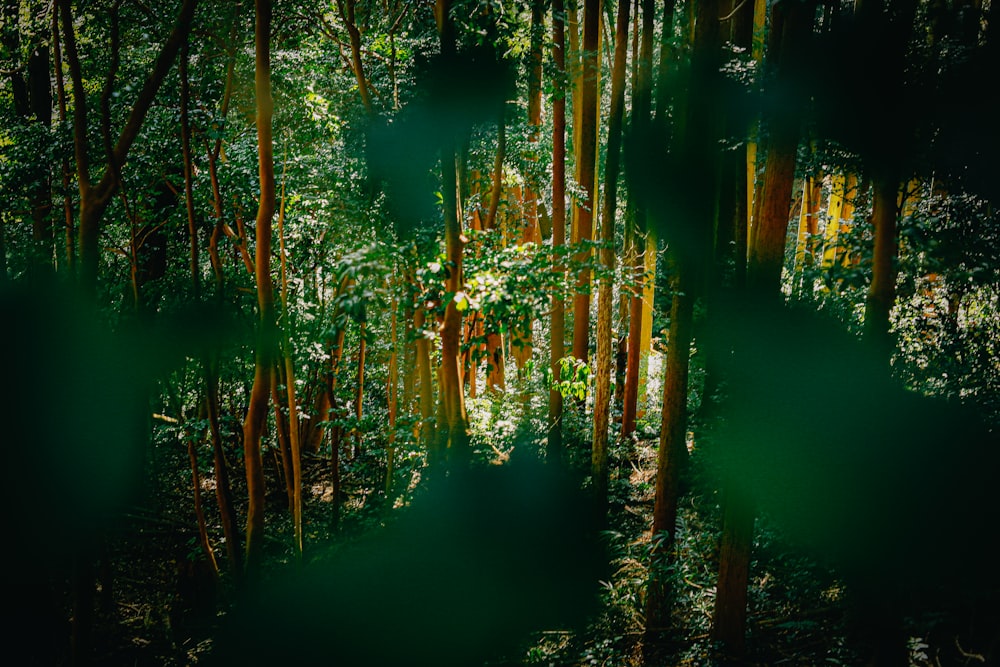 green trees beside body of water