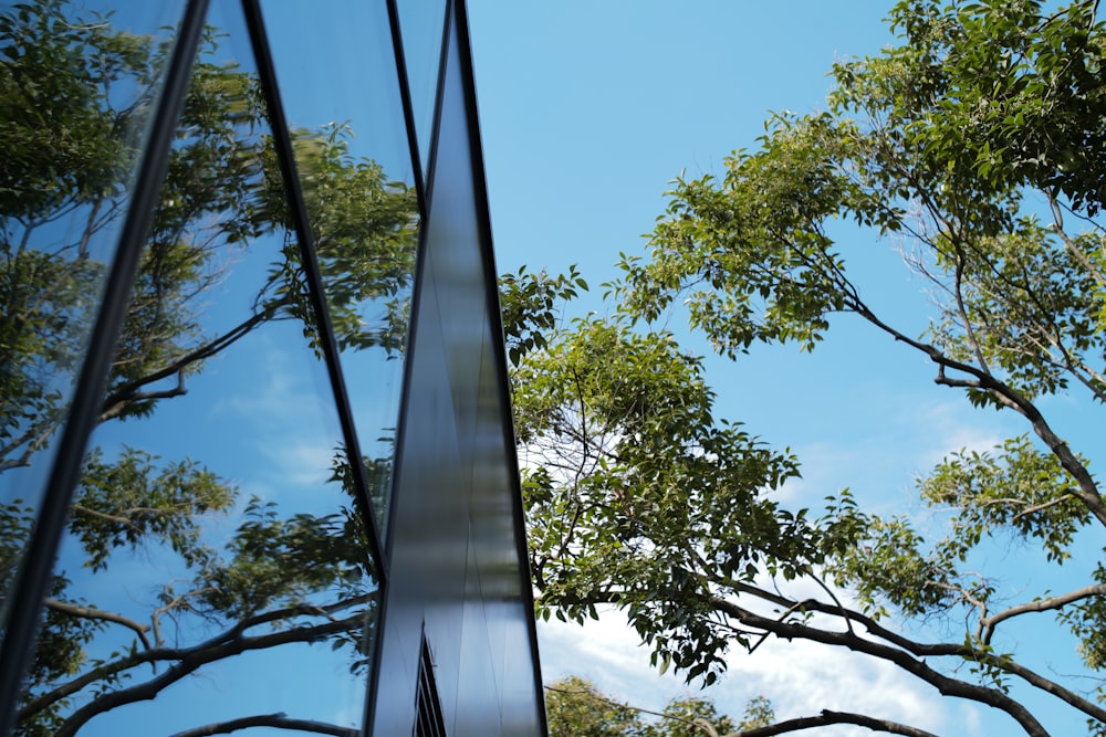 green tree under blue sky during daytime