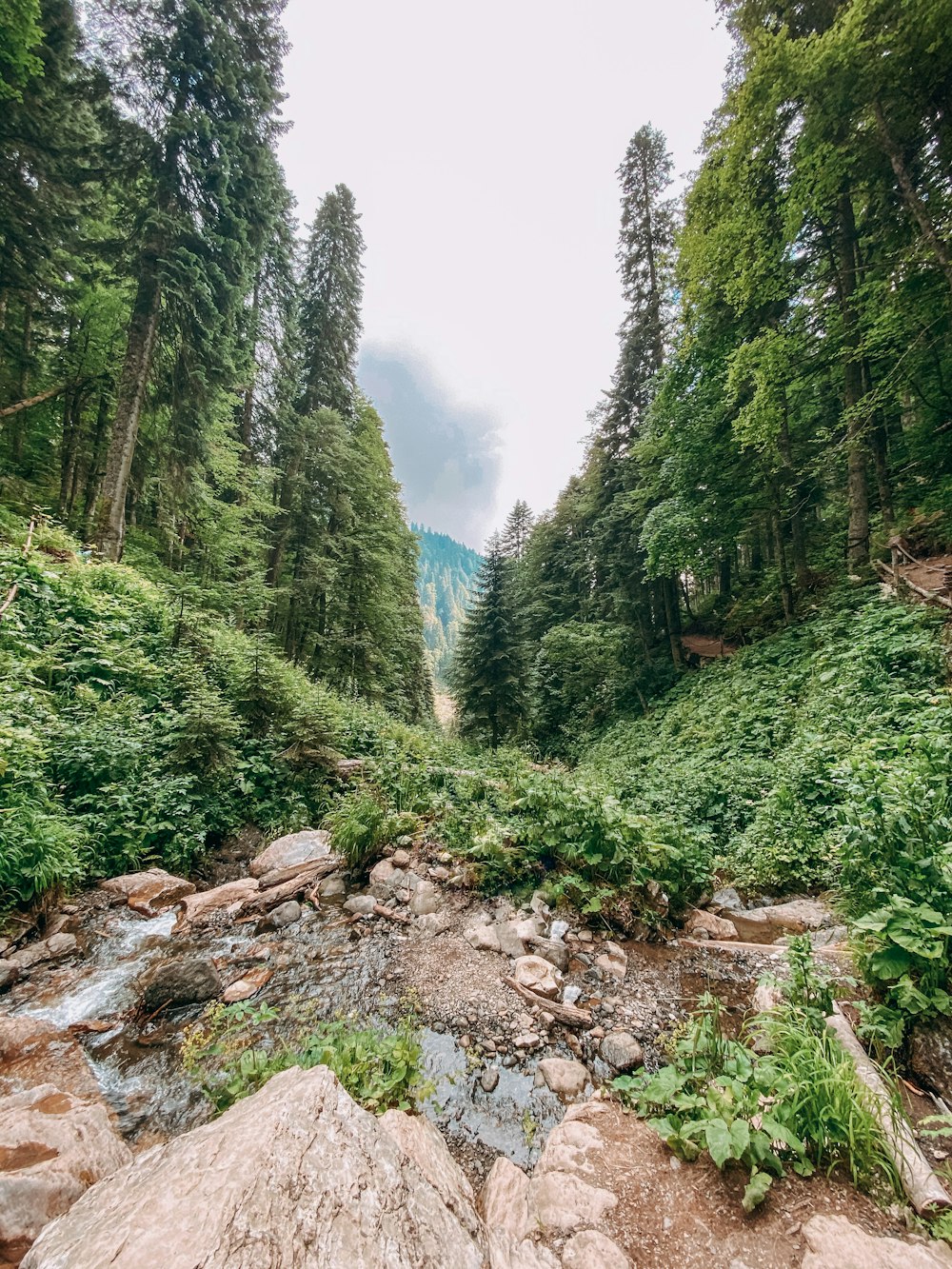 green trees on rocky ground during daytime