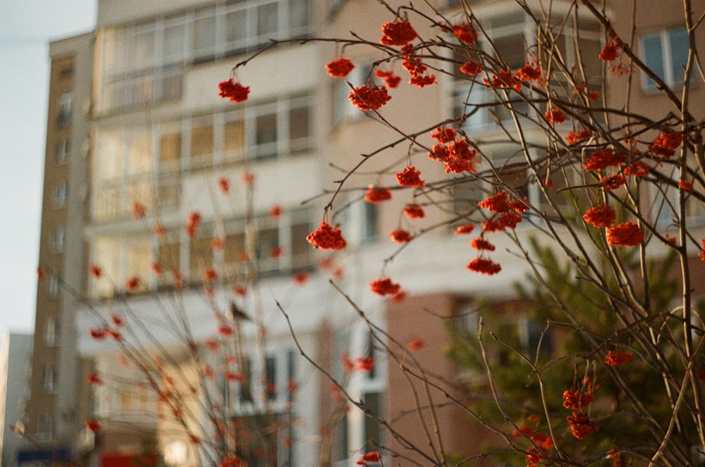 red maple leaves in front of white building