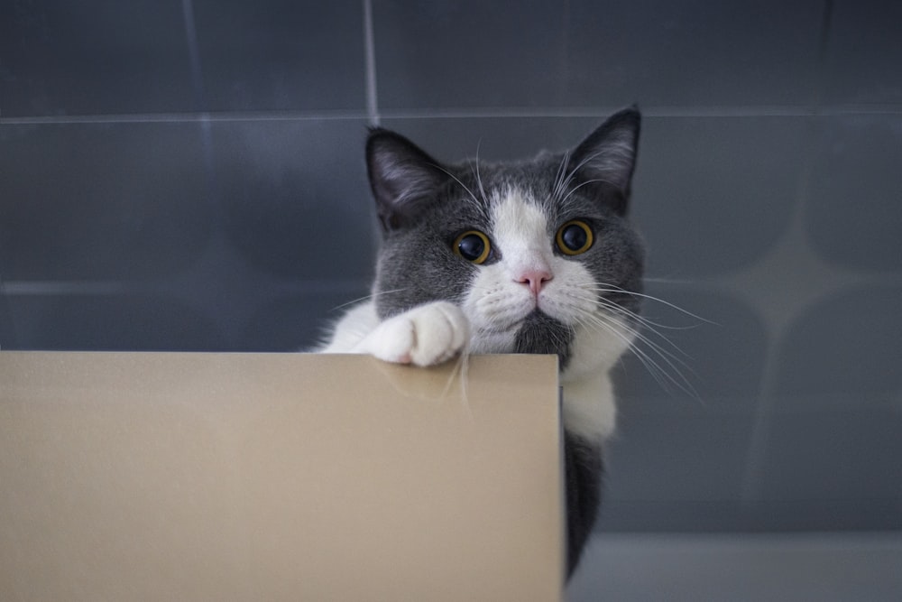 black and white cat on white box