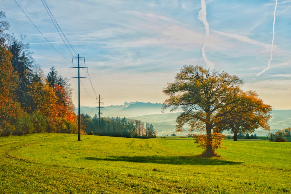 brown tree on green grass field under white clouds and blue sky during daytime