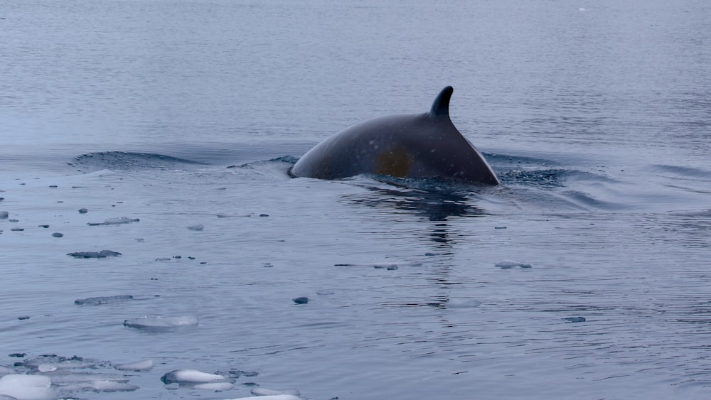 black whale on body of water during daytime