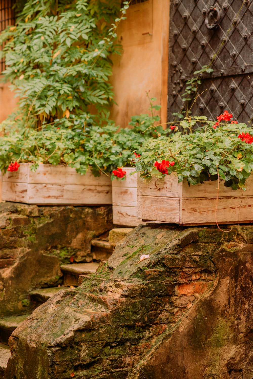 rote Blumen an brauner Betonwand