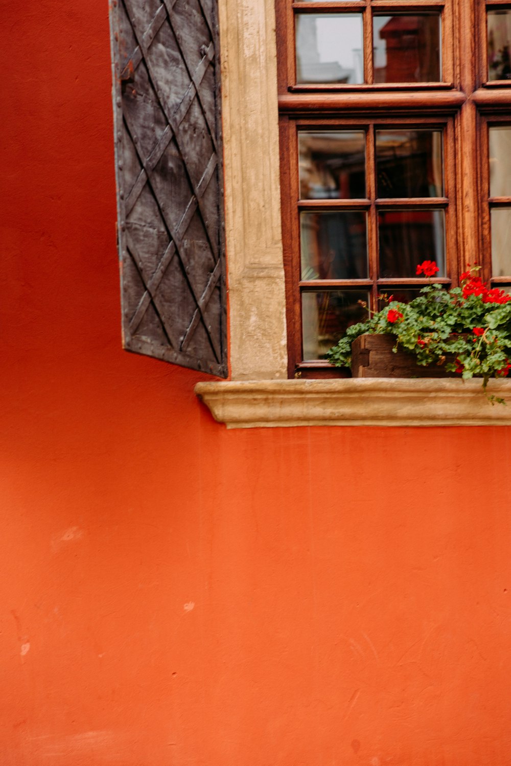 red flowers on window during daytime