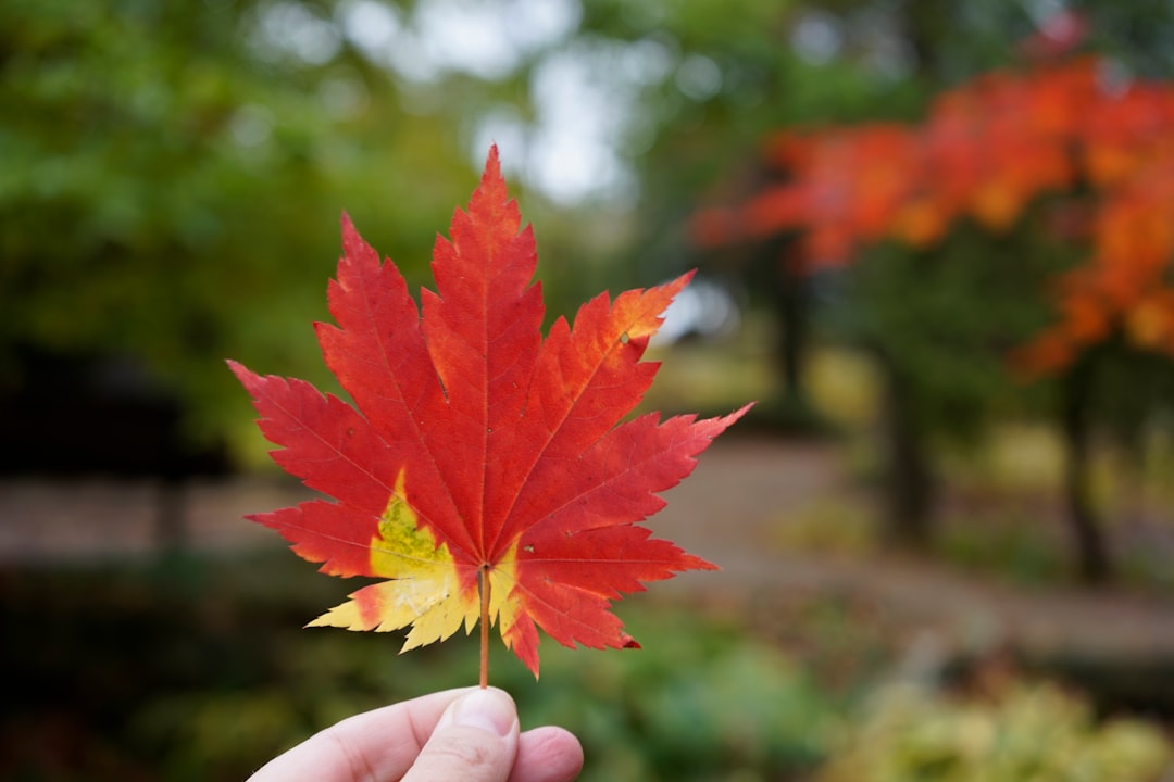 person holding red maple leaf