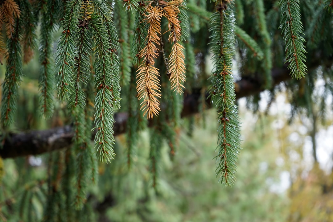 green and brown pine tree