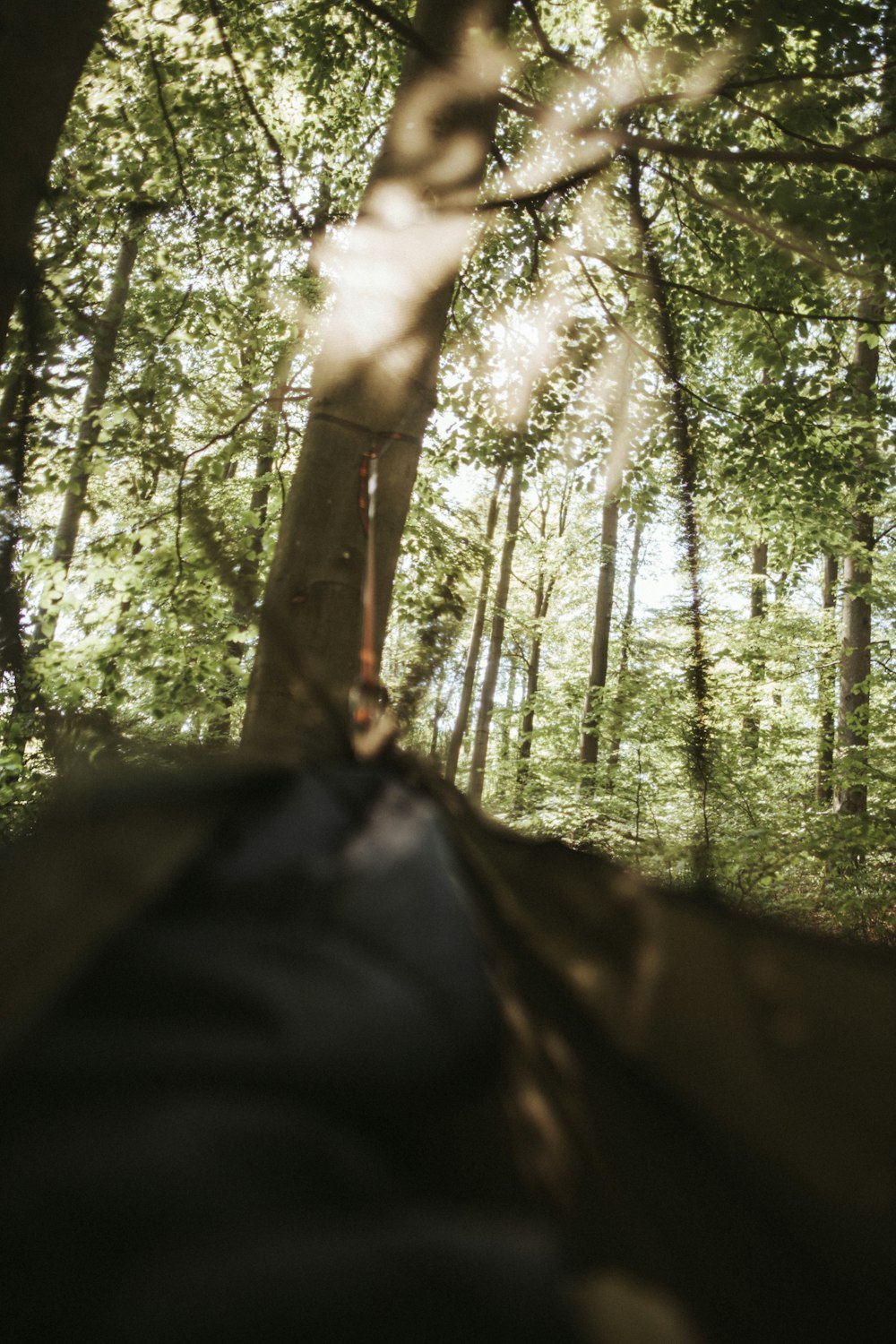 person holding black textile in forest during daytime