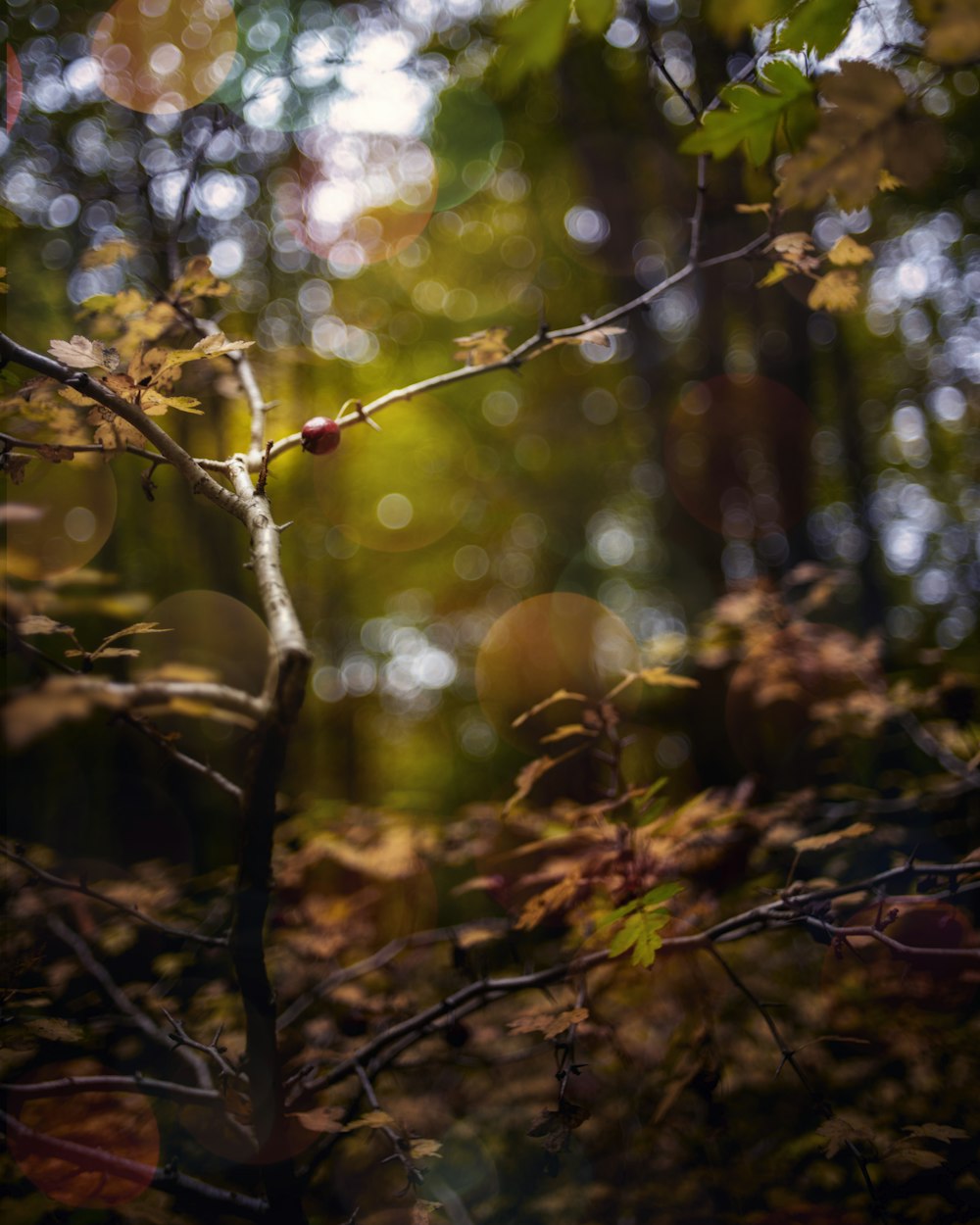 yellow fruit on brown tree branch