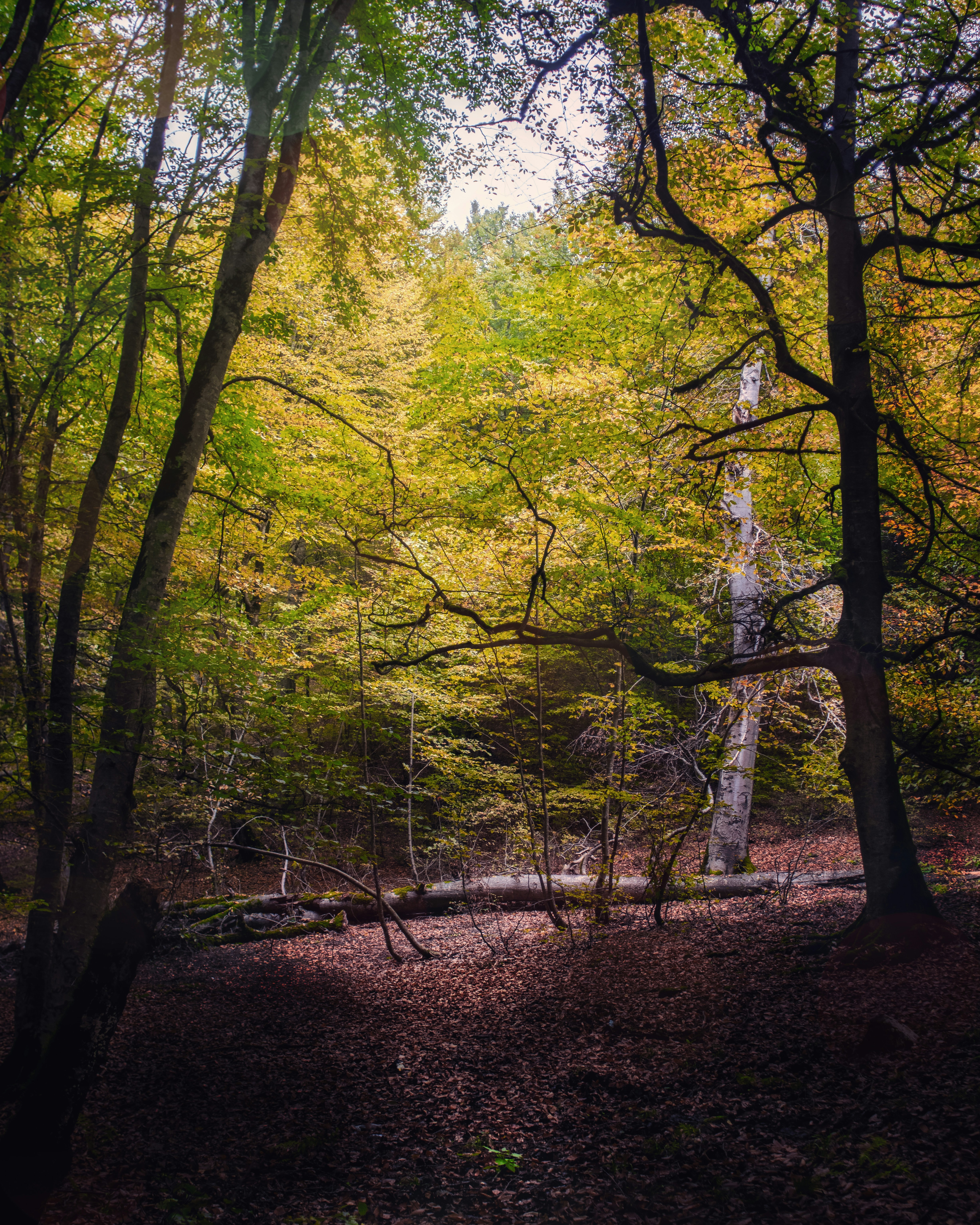 Photo by libraryofsamael