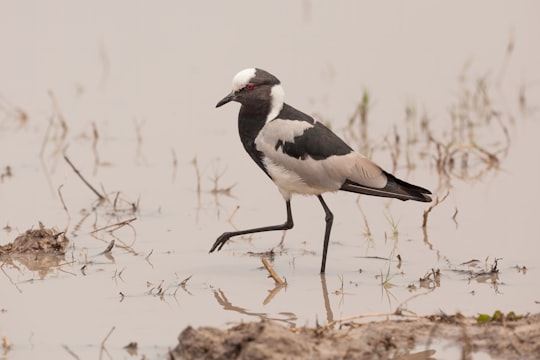 black and white bird on brown grass during daytime in Moremi Botswana