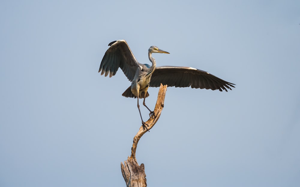 gray and white bird on brown tree branch