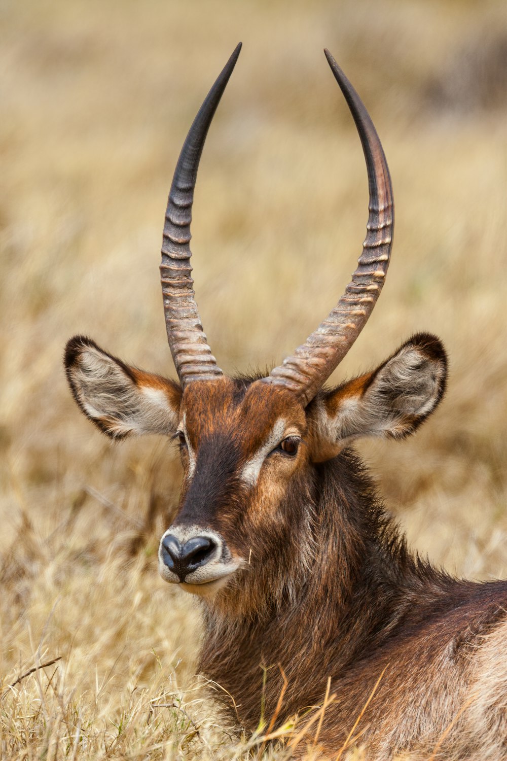 Cerfs bruns et noirs sur un champ d’herbe brune pendant la journée