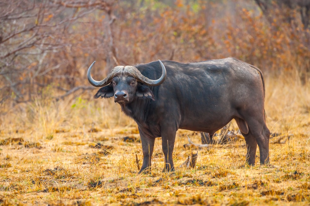 búfalo de água preta no campo de grama marrom durante o dia